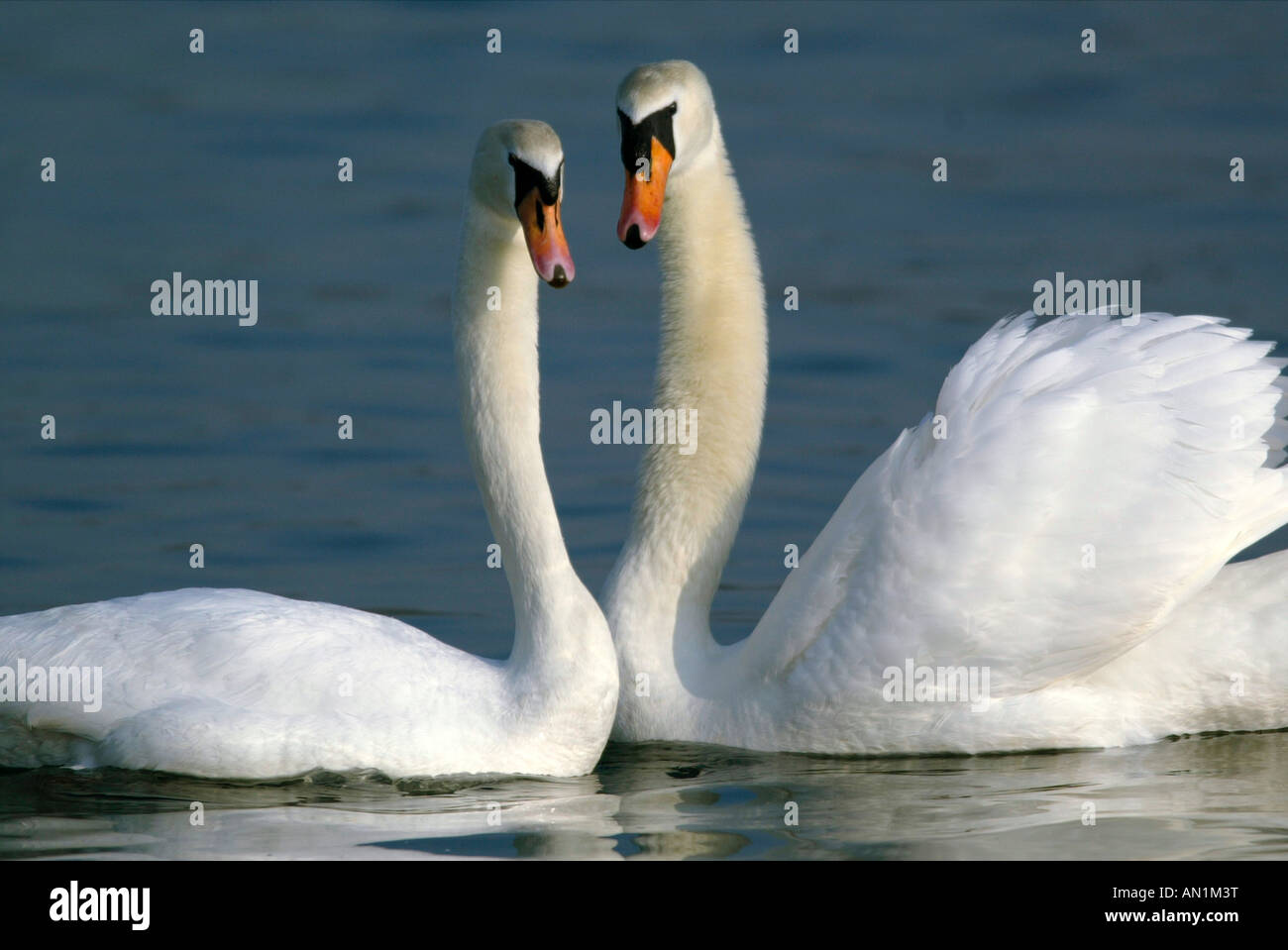 Hoeckerschwan Cygne tuberculé Cygnus olor europe europa Banque D'Images