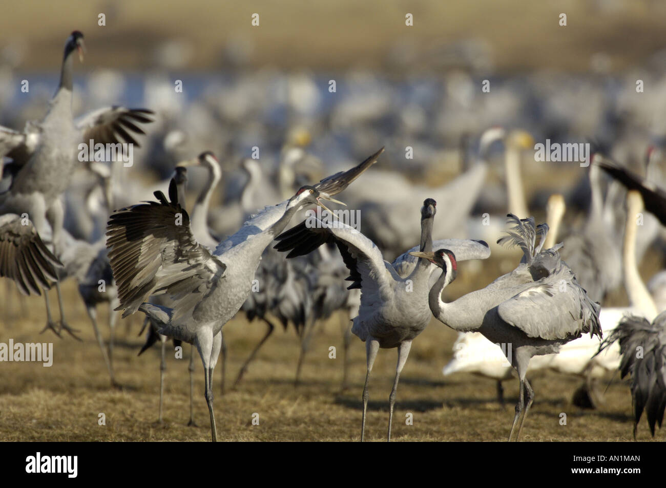 Grue cendrée Grus grus Graukranich Europa europe Tiere animaux oiseaux grue Vogel Voegel kranich Banque D'Images