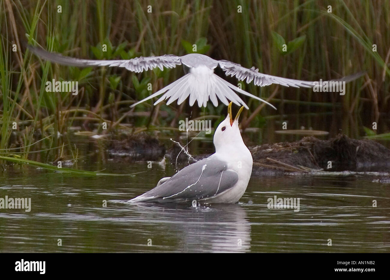 Sterne arctique (Sterna paradisaea), déféquer sur mew gull, Norvège, Troms, Troms, 05 juil. Banque D'Images Sterne arctique (Sterna paradisaea), déféquer sur mew gull, Norvège, Troms, Troms, 05 juil. Banque D'Images