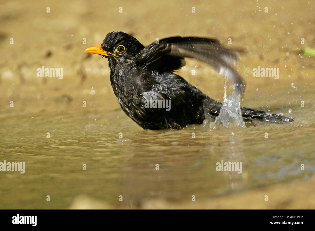 Turdus merula blackbird mâle echelle dans la pluie flaque Croatie Banque D'Images