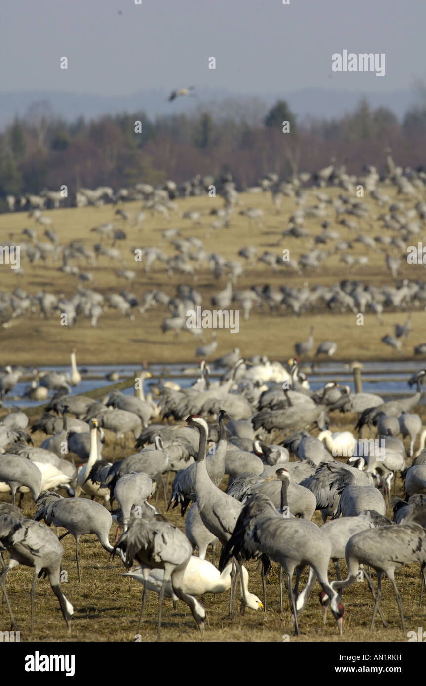 Grue cendrée Grus grus Graukranich Europa europe Tiere animaux oiseaux grue Vogel Voegel kranich Banque D'Images