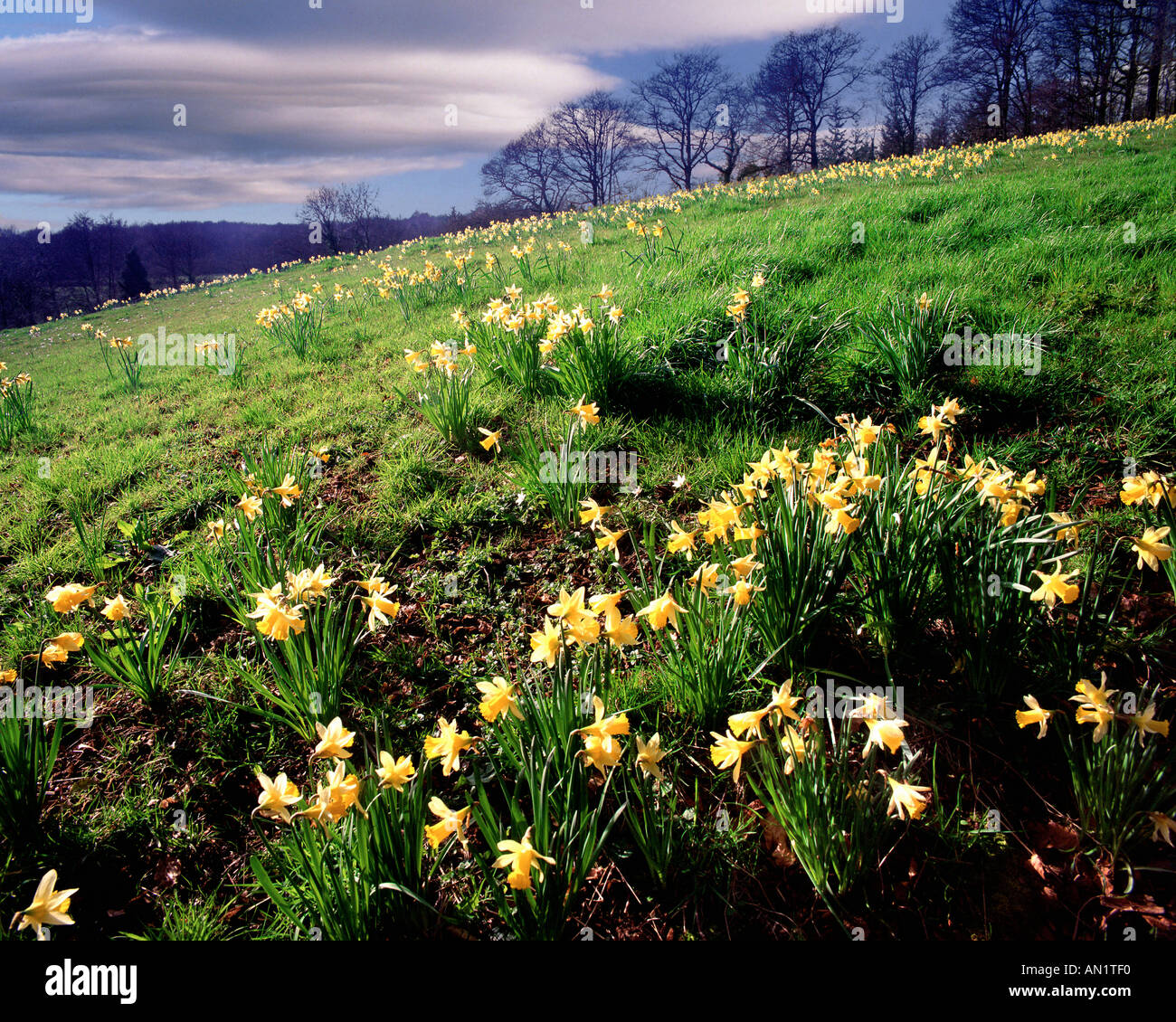 Go - GLOUCESTERSHIRE : jonquilles sauvages près de Kempley Banque D'Images