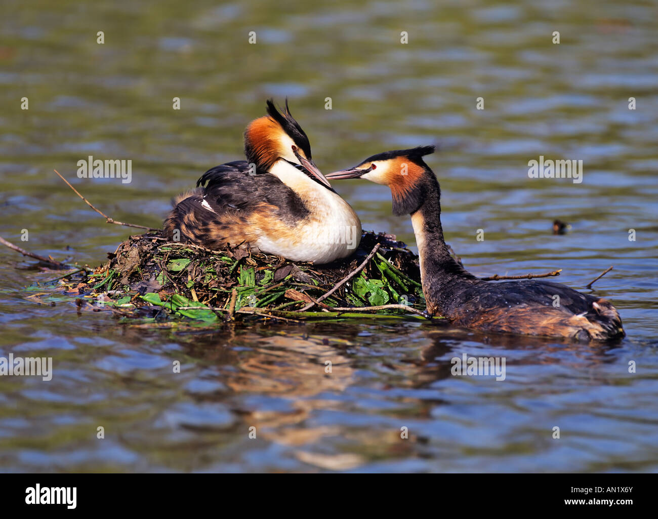 Haubentaucher Paar suis Nest Podiceps cristatus grèbe huppé Européen Banque D'Images