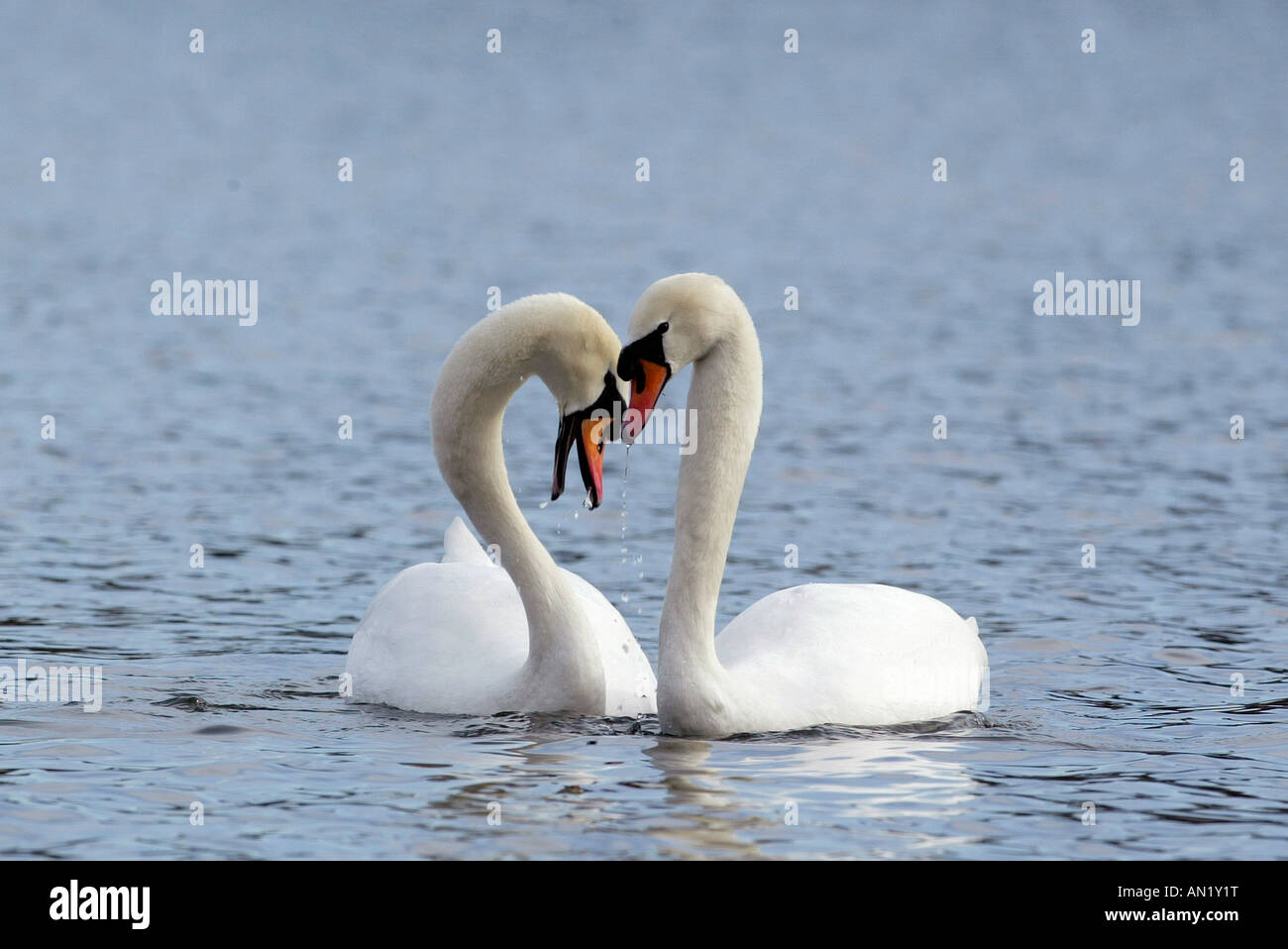 Hoeckerschwan Cygne tuberculé Cygnus olor europe europa Banque D'Images
