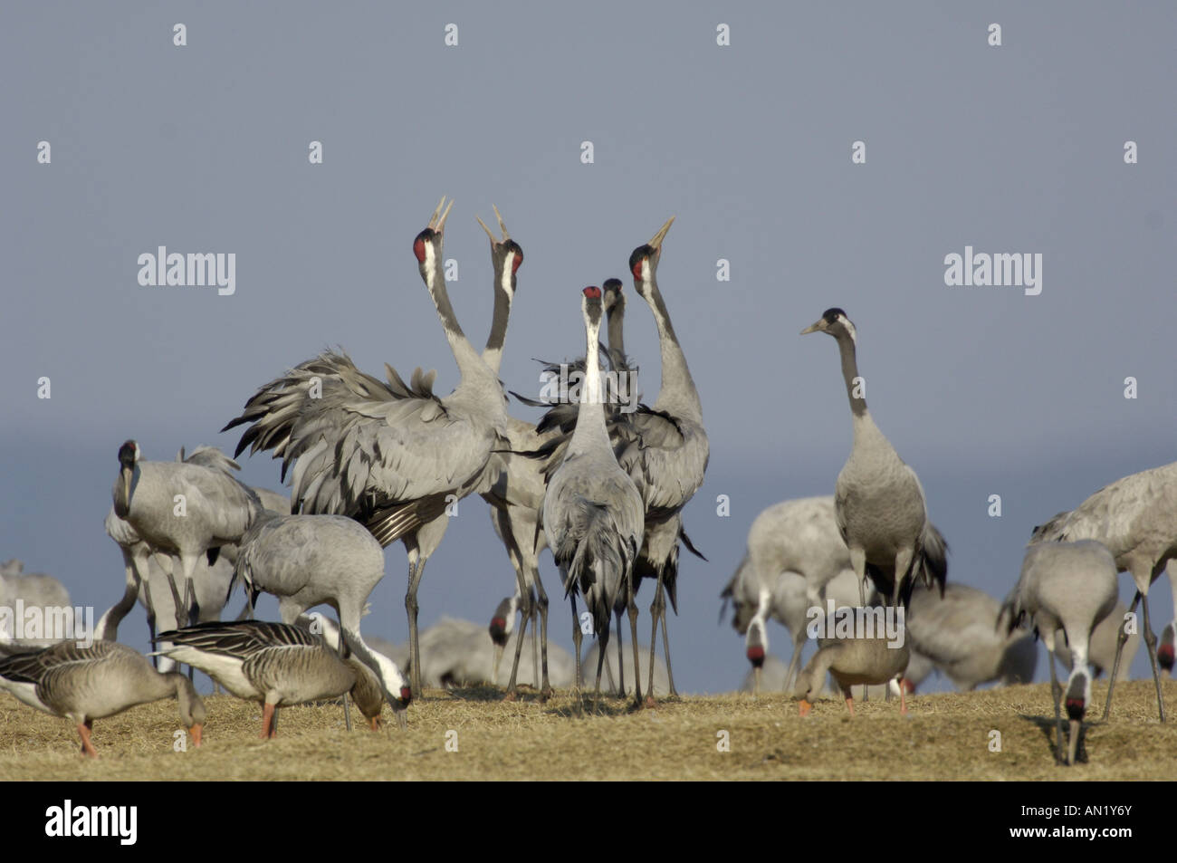 Grue cendrée Grus grus Graukranich Europa europe Tiere animaux oiseaux grue Vogel Voegel kranich Banque D'Images