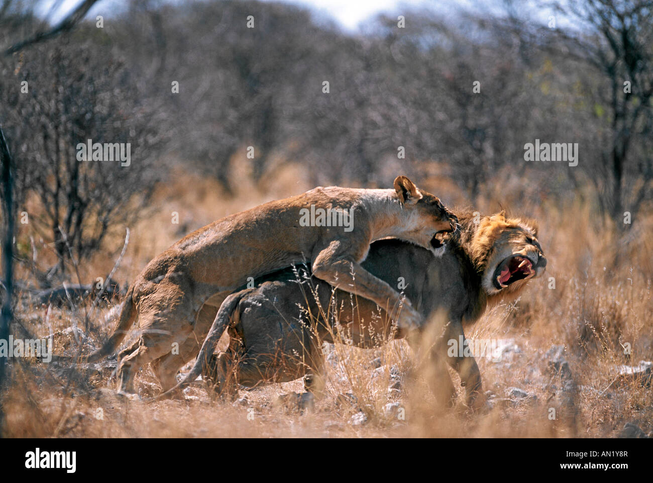 Loewe Afrikanischer African Lion Panthera leo Afrika Afrique attaques Femme Homme Banque D'Images