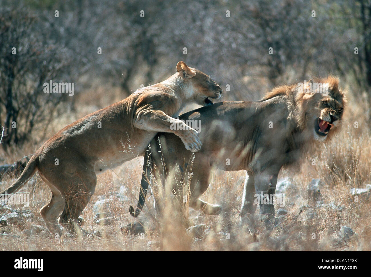 Loewe Afrikanischer African Lion Panthera leo Afrika Afrique attaques Femme Homme Banque D'Images