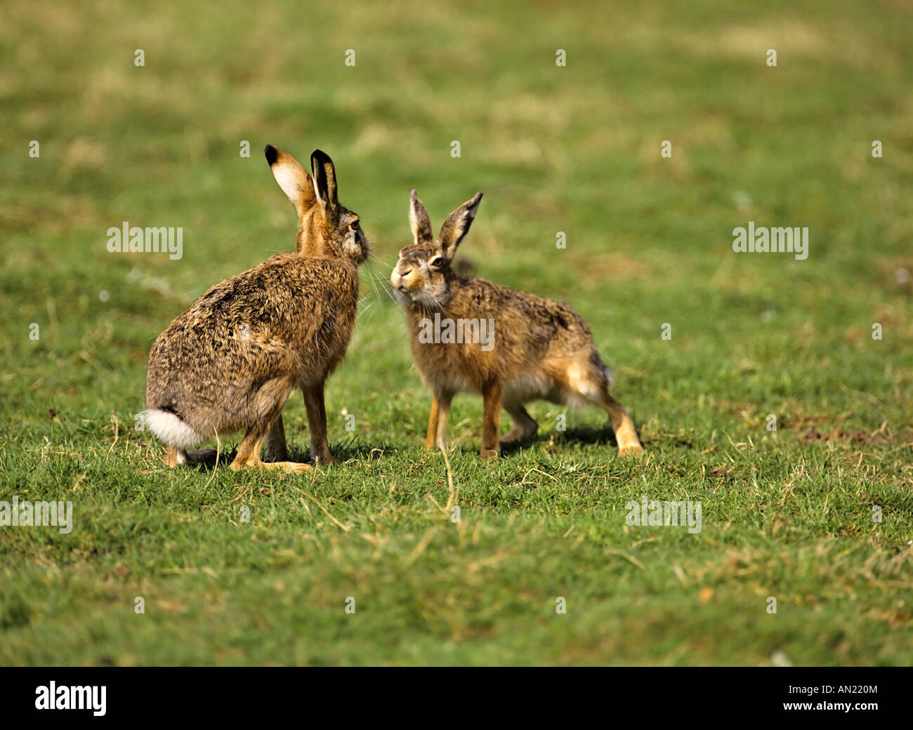 Feldhasen Lepus europaeus Paarungszeit Banque D'Images