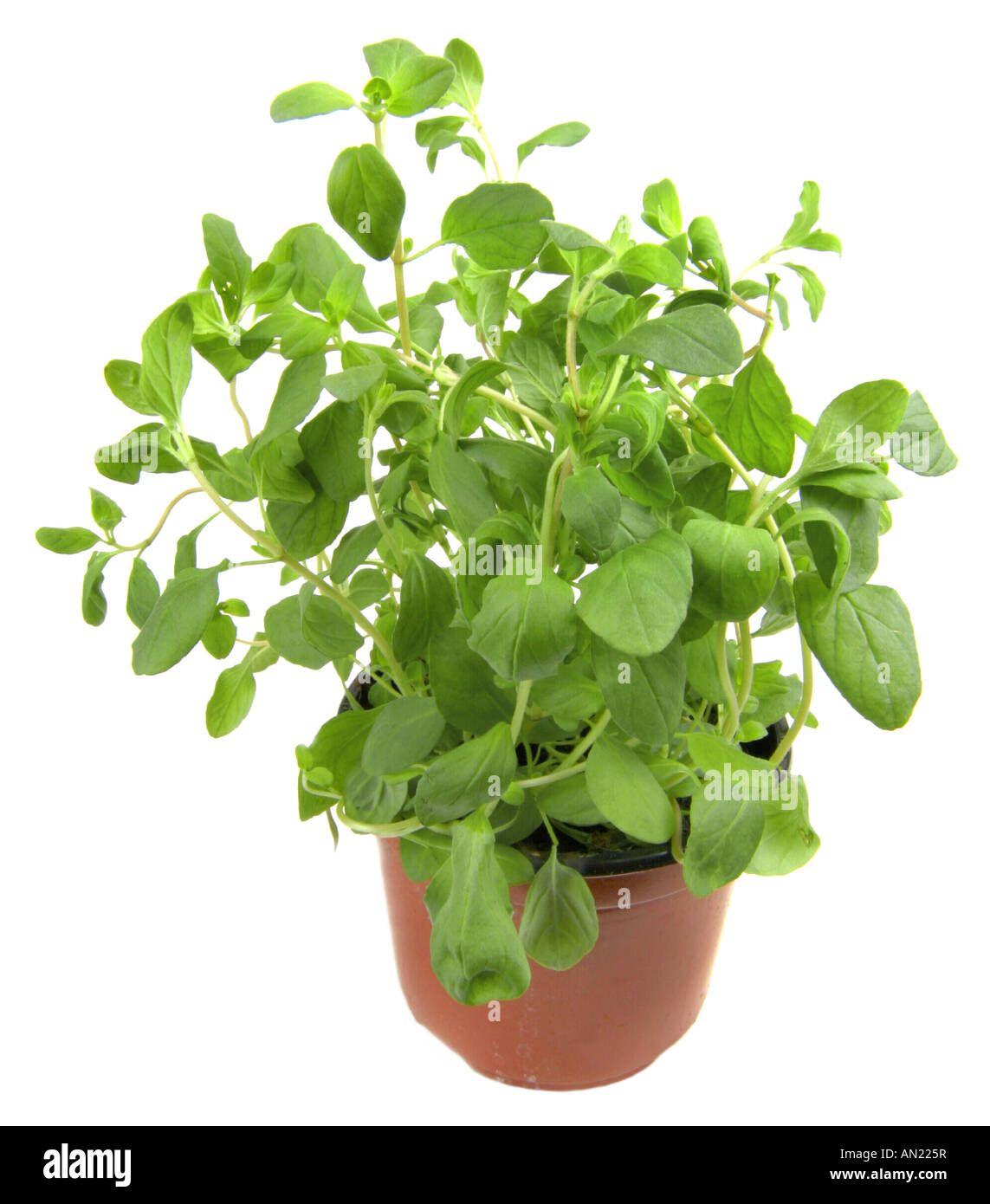 La marjolaine Origanum marjolaine douce nouée de Majorana hortensis Majorana potted plant Banque D'Images