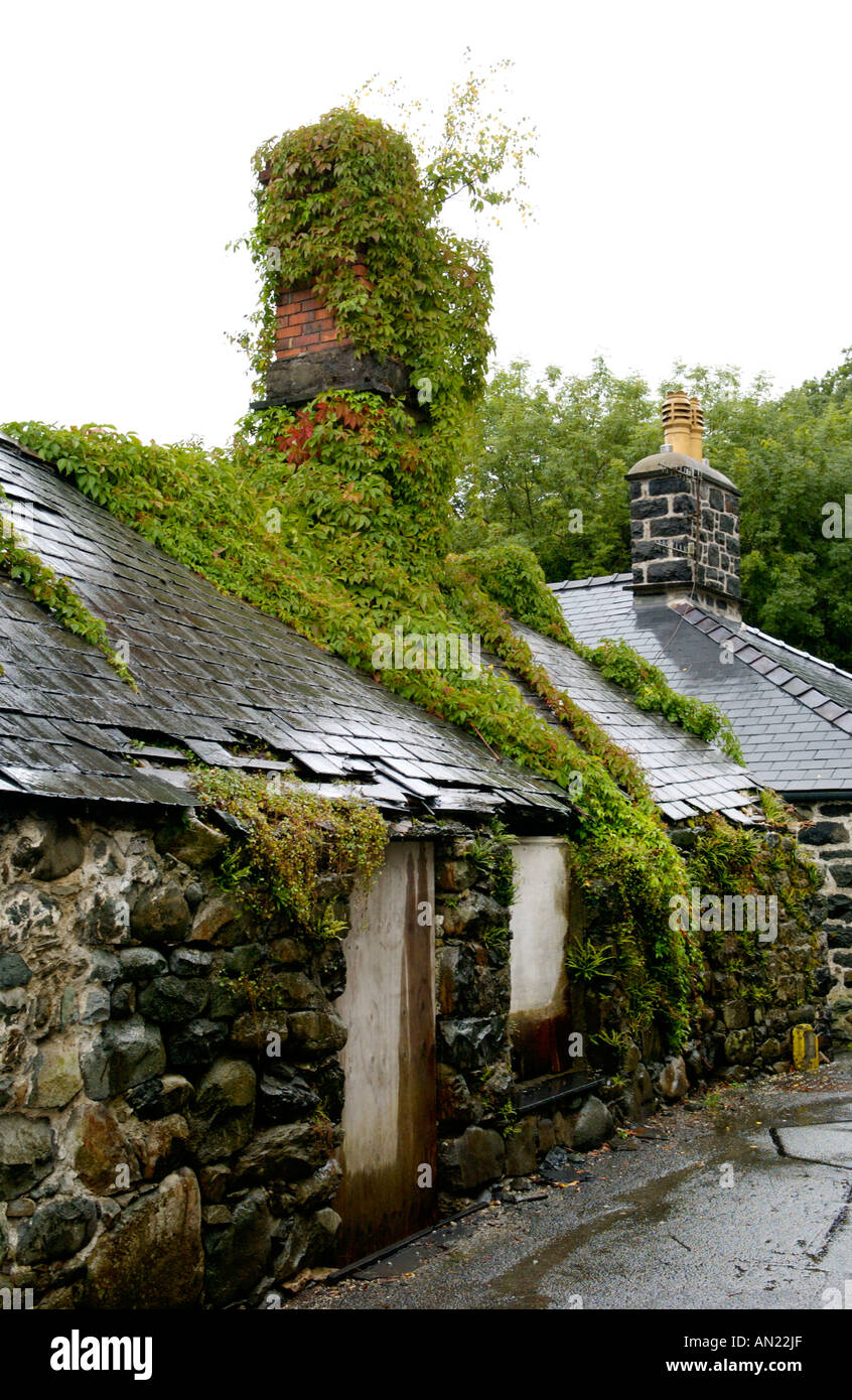 Bâtiment abandonné couvert de vigne vierge sur ruelle à Dolgellau Gwynedd North Wales UK Banque D'Images