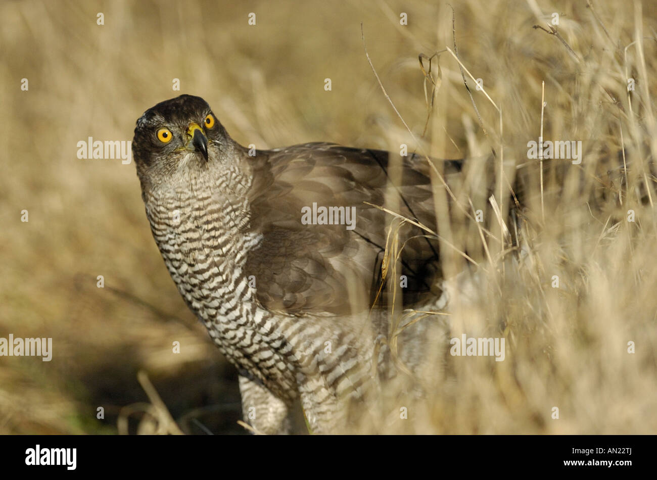 Autour des palombes Accipiter gentilis Habicht Europa europe Greifvoegel les oiseaux de proie Banque D'Images