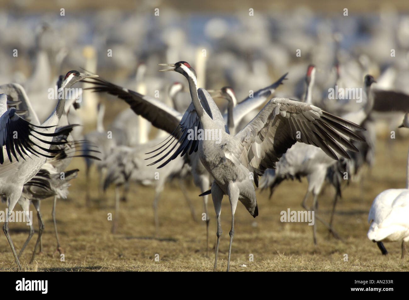 Grue cendrée Grus grus Graukranich Europa europe Tiere animaux oiseaux grue Vogel Voegel kranich Banque D'Images