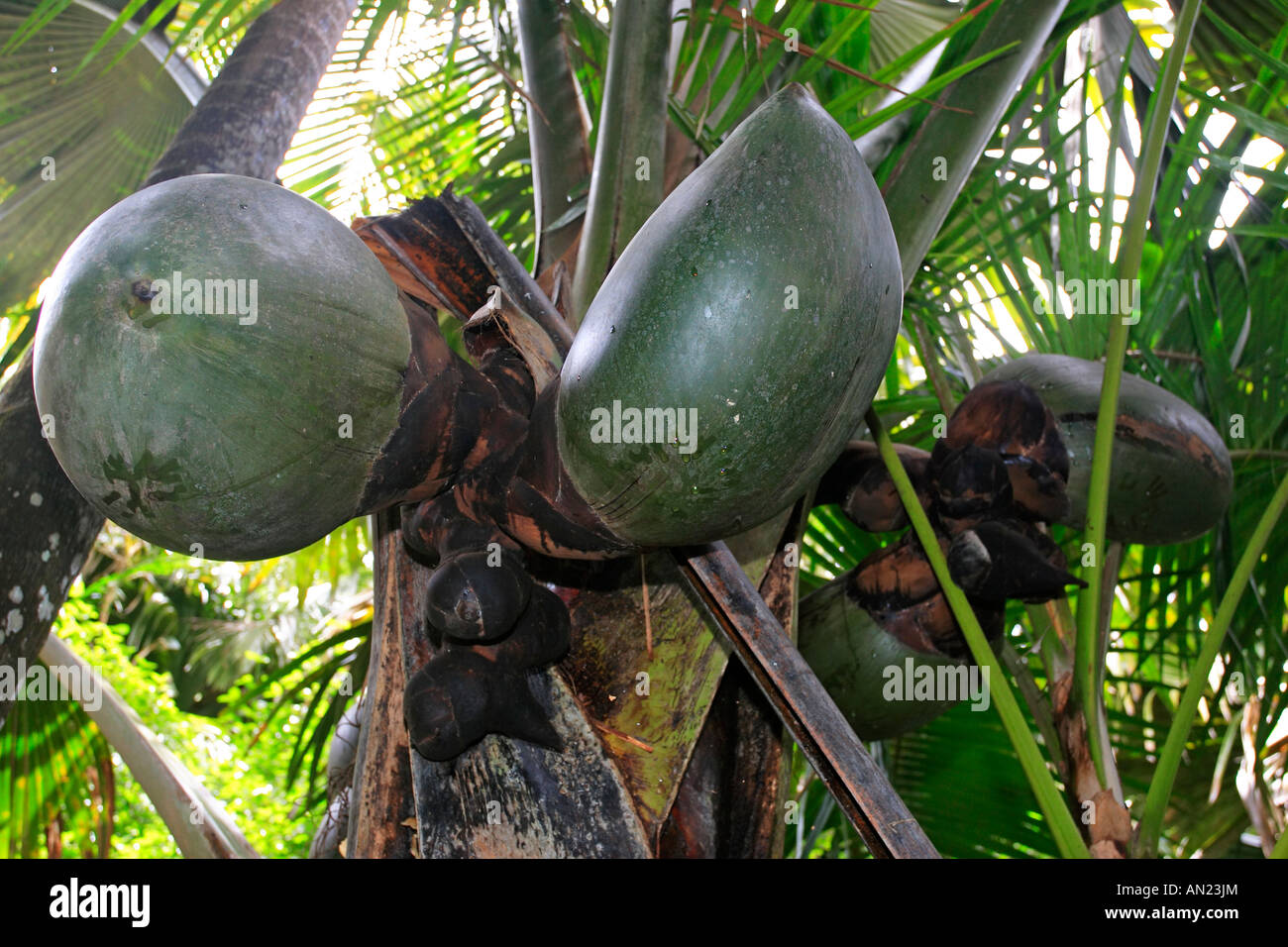 Kokosnuss Coco de Mer im Vallée de Mai à Praslin Nationalpark Seychellen Banque D'Images