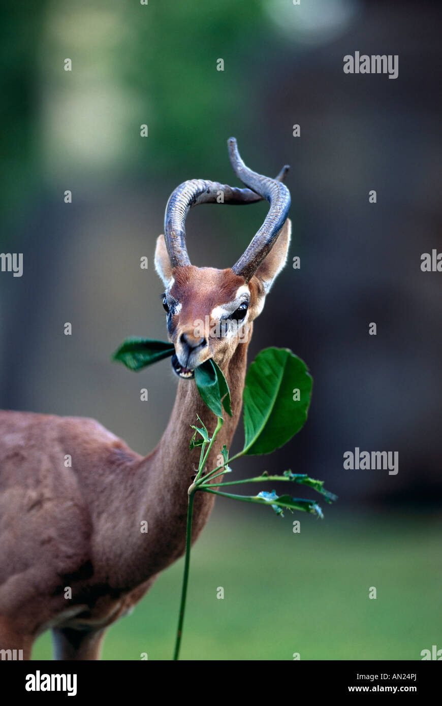 Giraffengazelle Gerenuk Litocranius walleri manger les feuilles mâles Banque D'Images