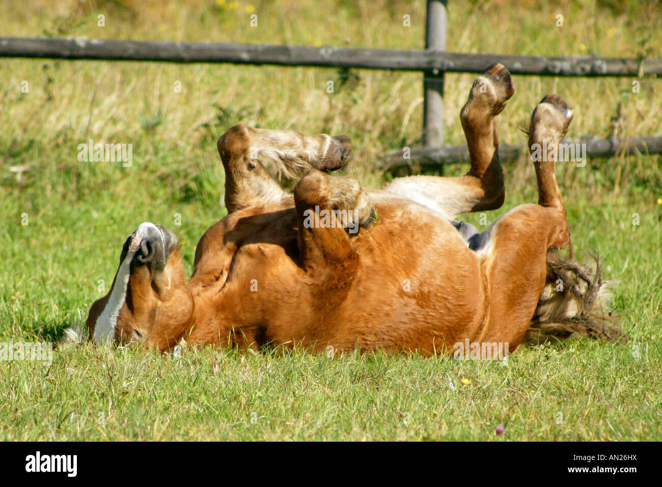 Cheval Chevaux Haflinger drôle Banque D'Images