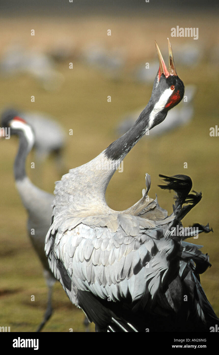 Grue cendrée Grus grus Graukranich Europa europe Tiere animaux oiseaux grue Vogel Voegel kranich Banque D'Images