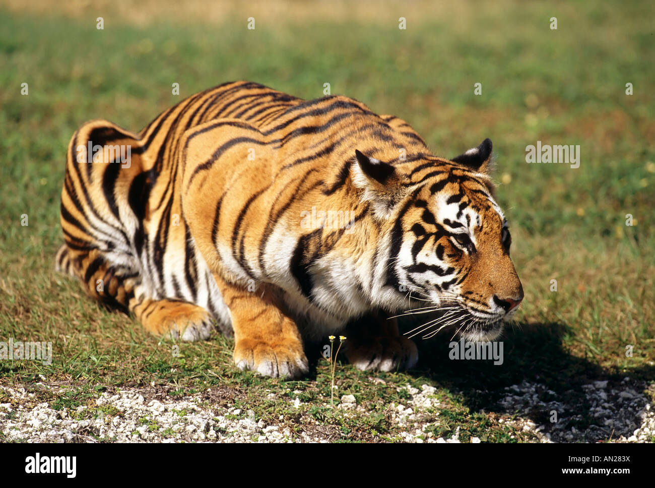 Tigre du Bengale Bengaltiger Banque D'Images