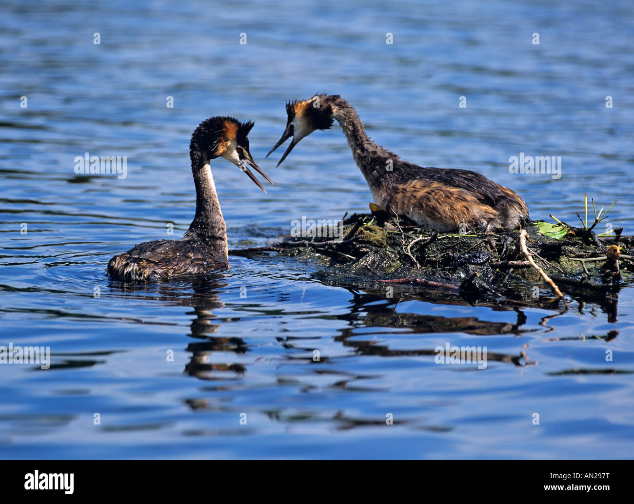 Balzspiel Haubentaucher suis Nest Podiceps cristatus grèbe huppé parade nuptiale Banque D'Images