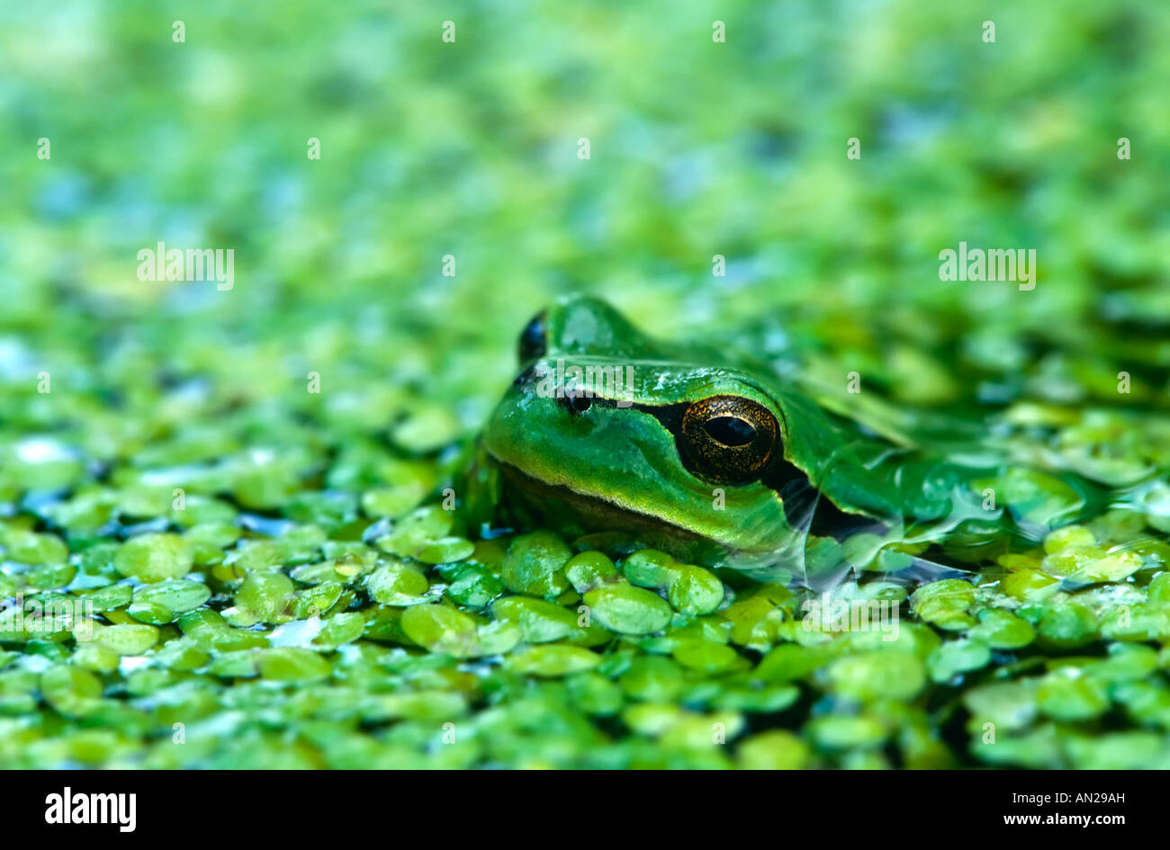 Commune Laubfrosch Hyla arborea rainette Nationalpark Jasmund Ruegen Mecklenburg Vorpommern Deutschland Banque D'Images