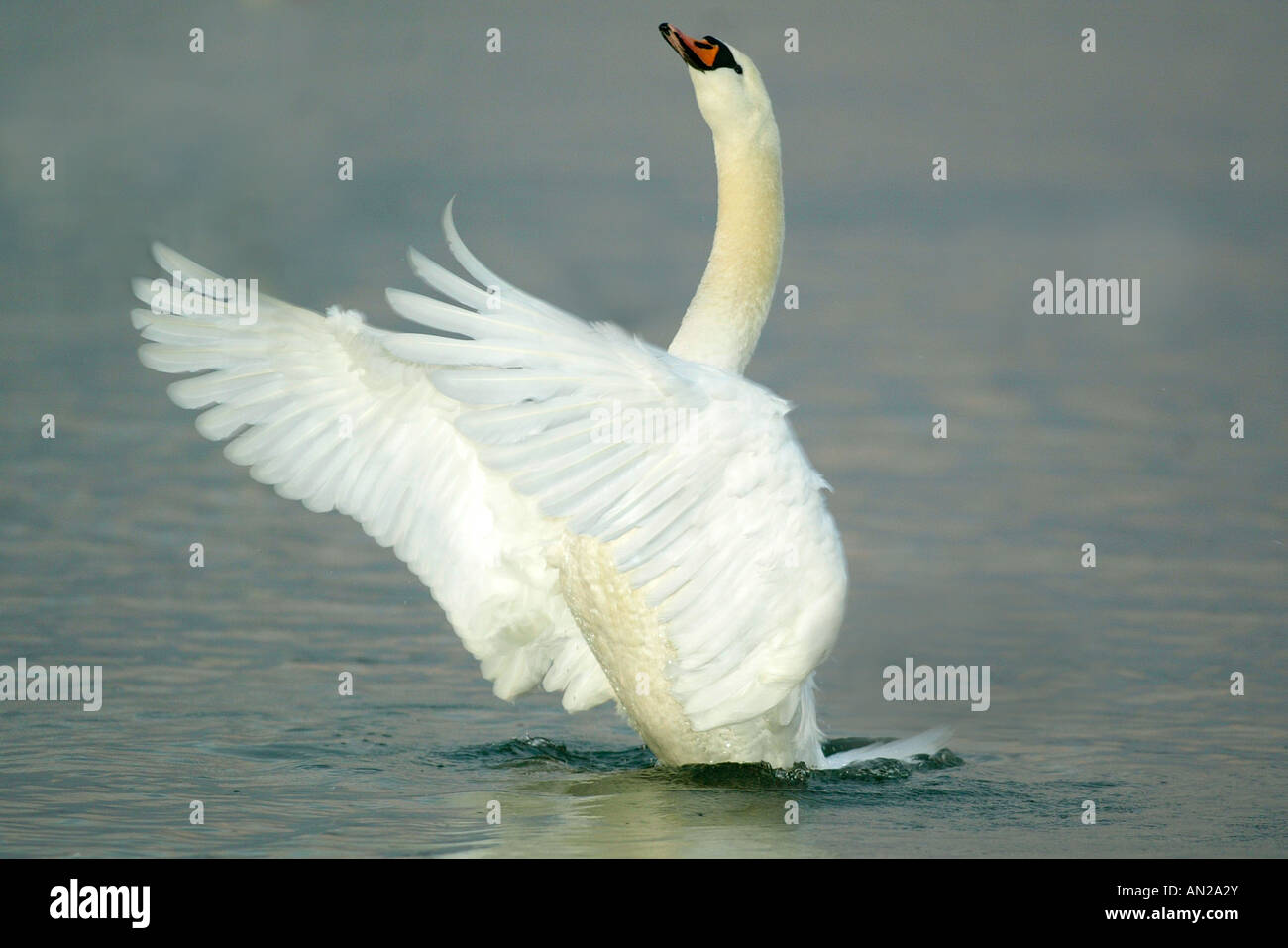 Hoeckerschwan Cygne tuberculé Cygnus olor europe europa Banque D'Images