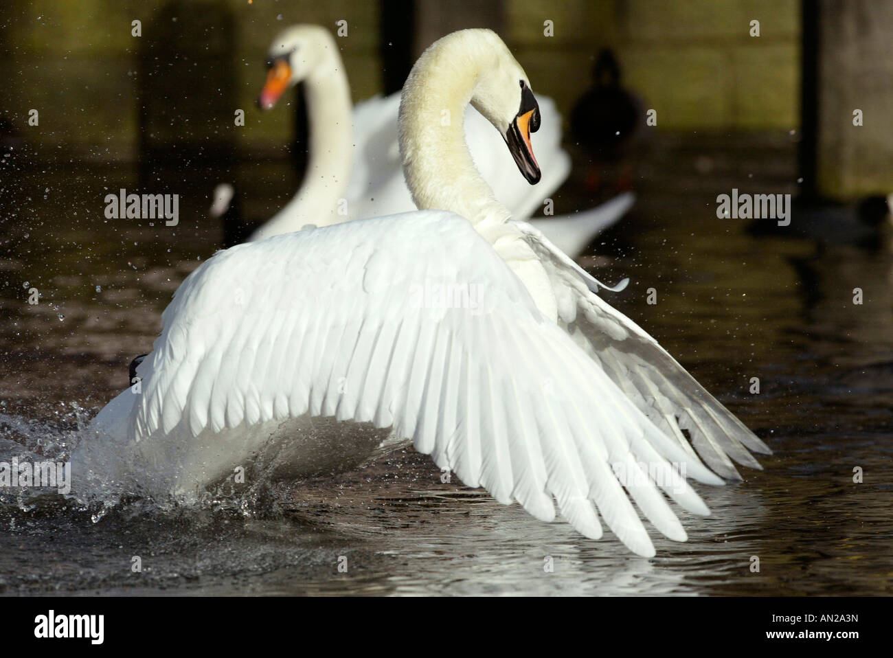 Hoeckerschwan Cygne tuberculé Cygnus olor europe europa Banque D'Images
