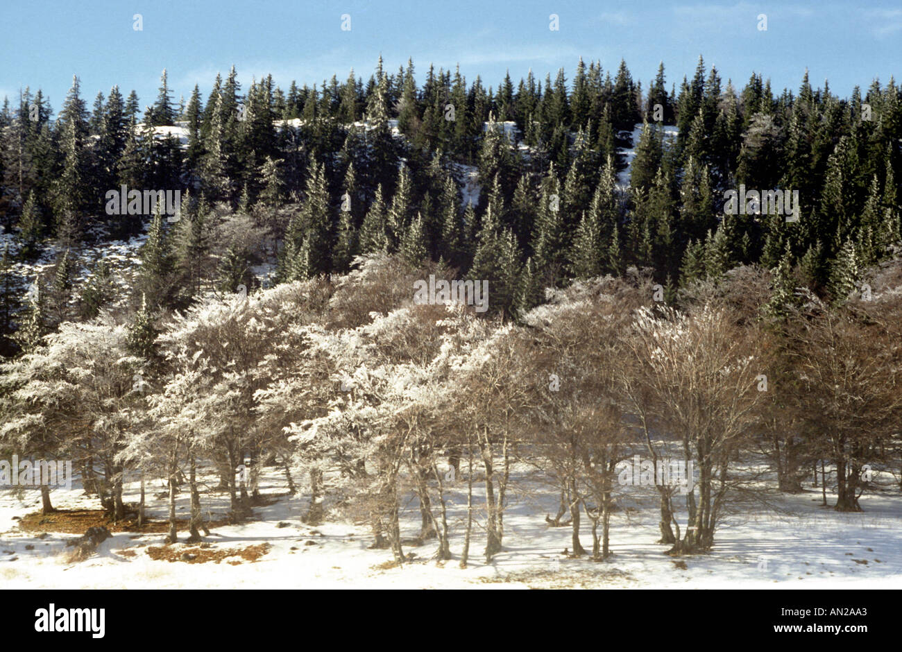 Les arbres au soleil l'Europe de l'Est Slovaquie Slovaque Banque D'Images