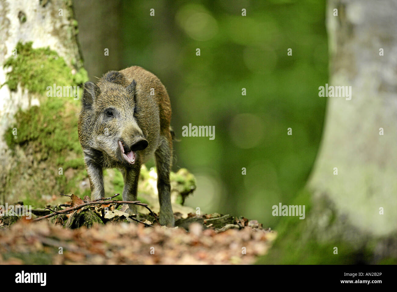 Alimentation des jeunes le sanglier Sus scrofa en forêt Parc National de la Forêt Bavaroise Allemagne Bavière Banque D'Images