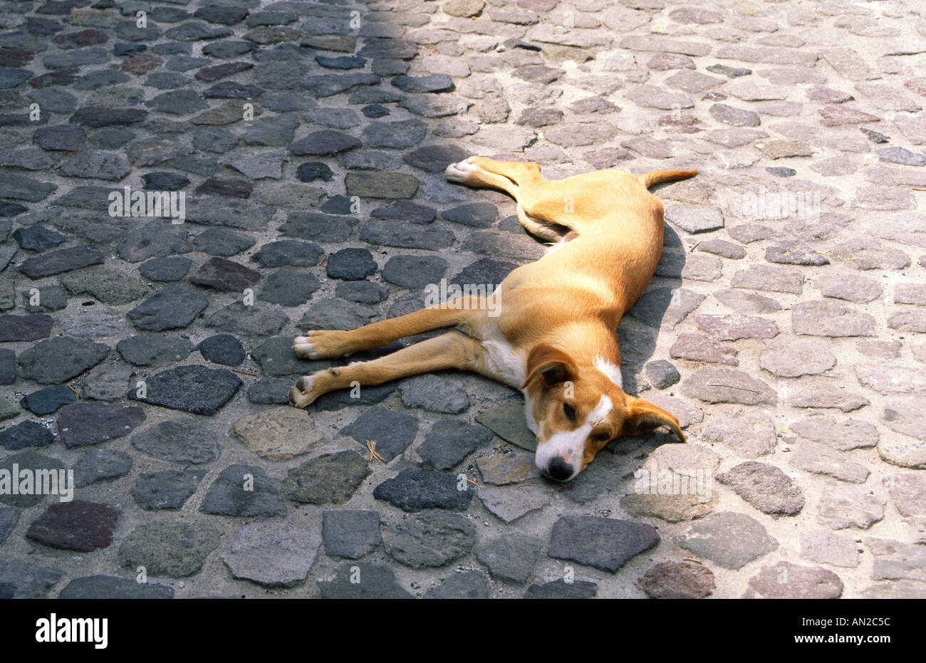 Lazy chien heureux couché sur rue pavée, dans l'ombre du soleil Banque D'Images