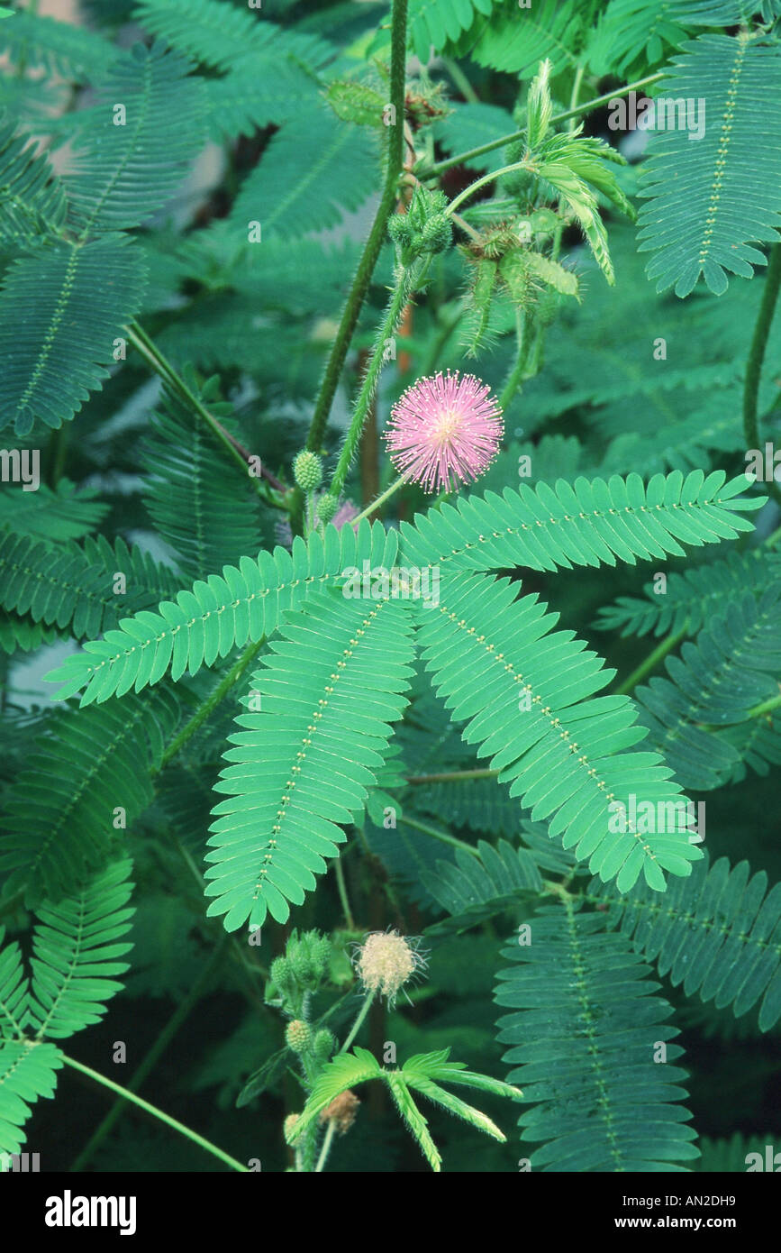 Plante sensitive, la honte (Mimosa pudica), fleur et feuille Banque D'Images