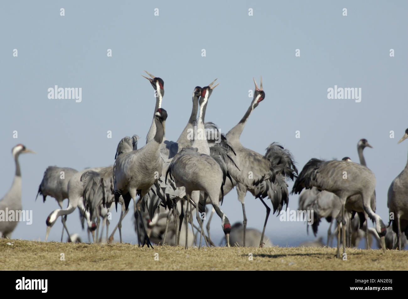 Grue cendrée Grus grus Graukranich Europa europe Tiere animaux oiseaux grue Vogel Voegel kranich Banque D'Images
