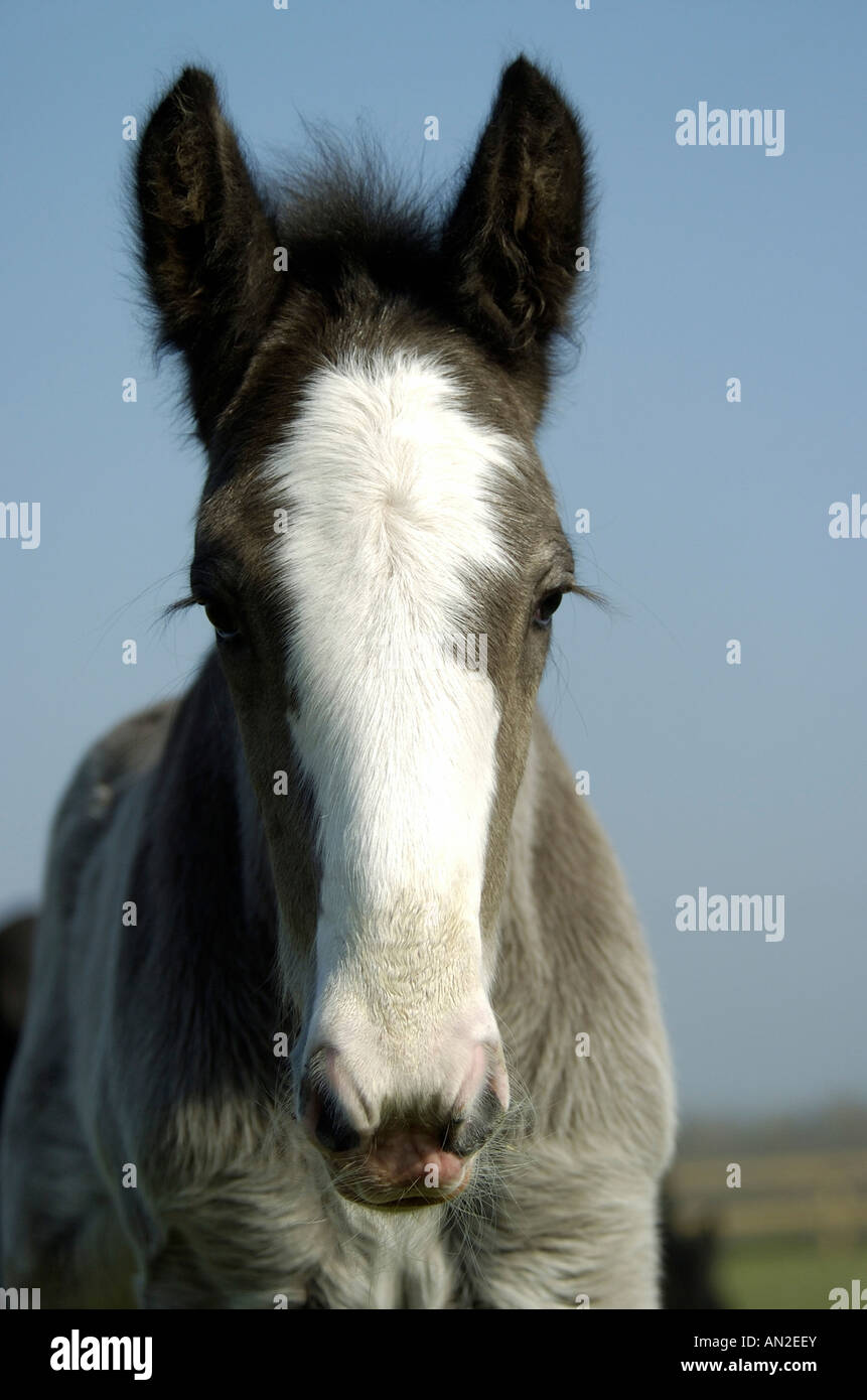 Shire Horse Banque D'Images