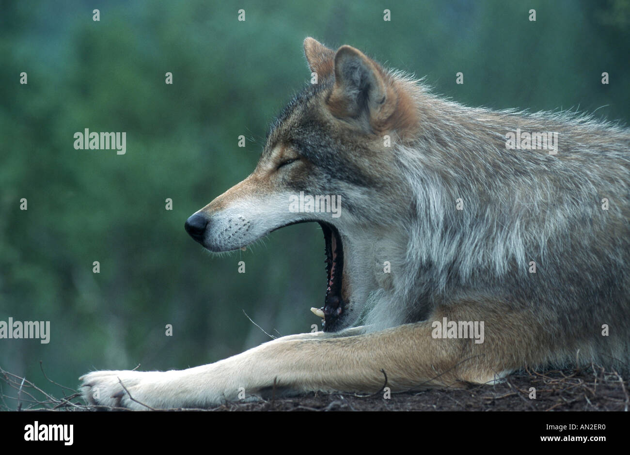 Le loup gris d'Europe (Canis lupus lupus), le bâillement, Suède Banque D'Images
