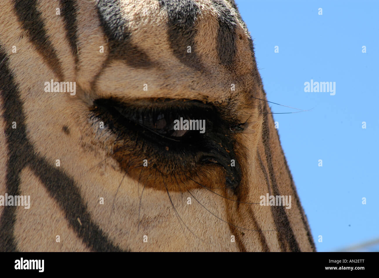 Steppenzebra Equus quagga zebra détail auge eye Afrika afrique Banque D'Images
