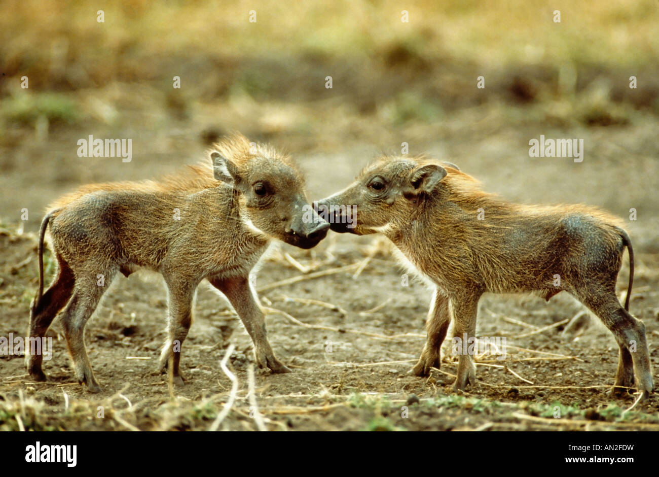 Warzenschwein junge phacochère Phacochoerus aethiopicus Masai Mara Kenya Afrika Banque D'Images