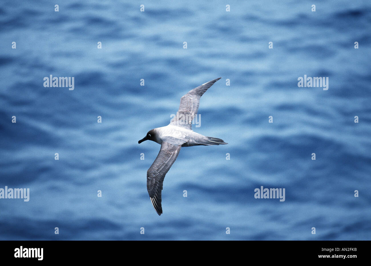 (Albatros fuligineux Phoebetria fusca), voler, Antarctique Banque D'Images