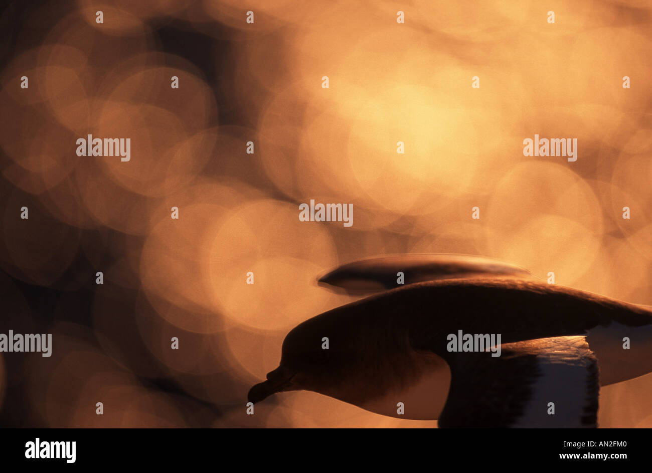 Pétrel à ailes blanches (Pterodroma leucoptera), voler contre le coucher du soleil, l'Antarctique Banque D'Images