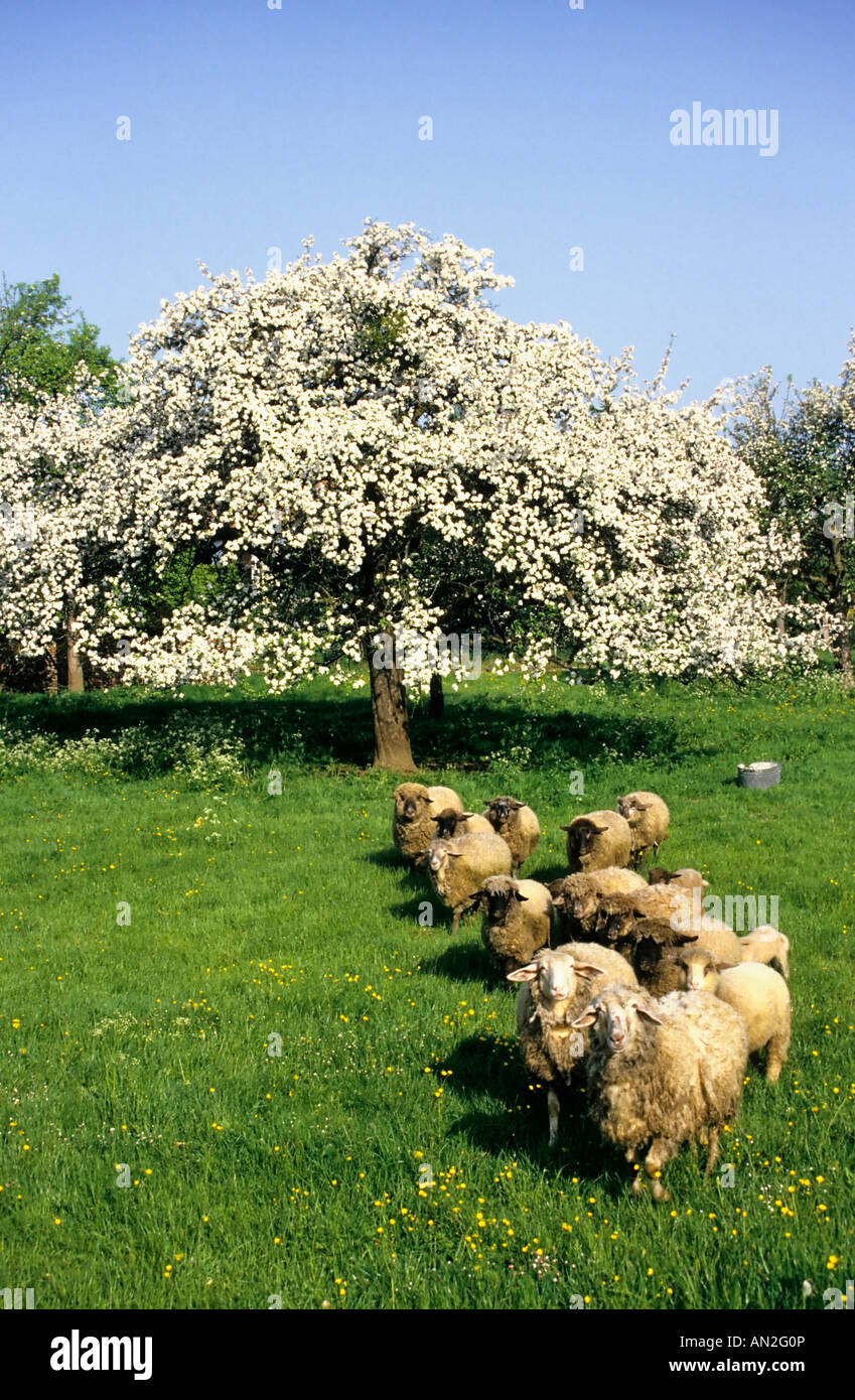 Hausschaf les moutons domestiques Europe Allemagne Banque D'Images