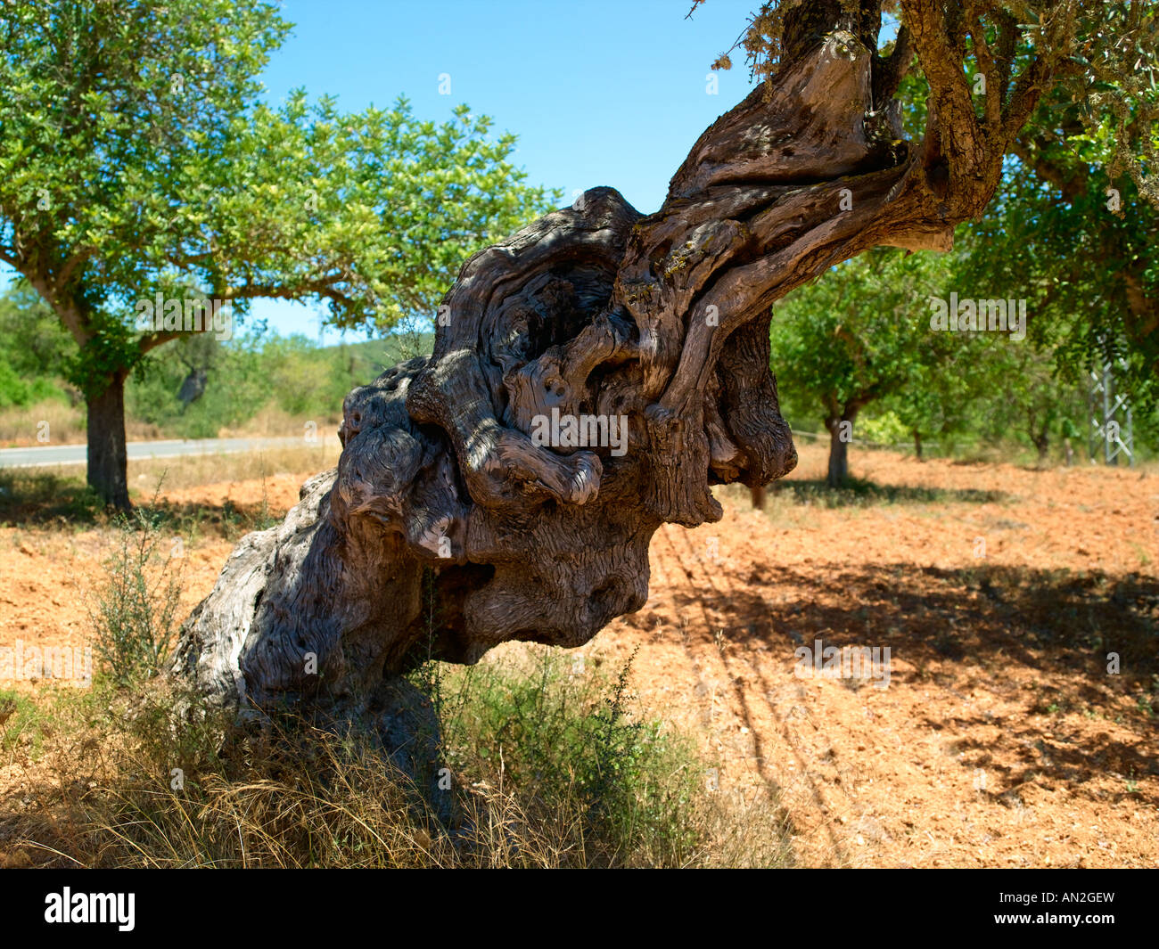 Ibiza, Olive Tree Banque D'Images