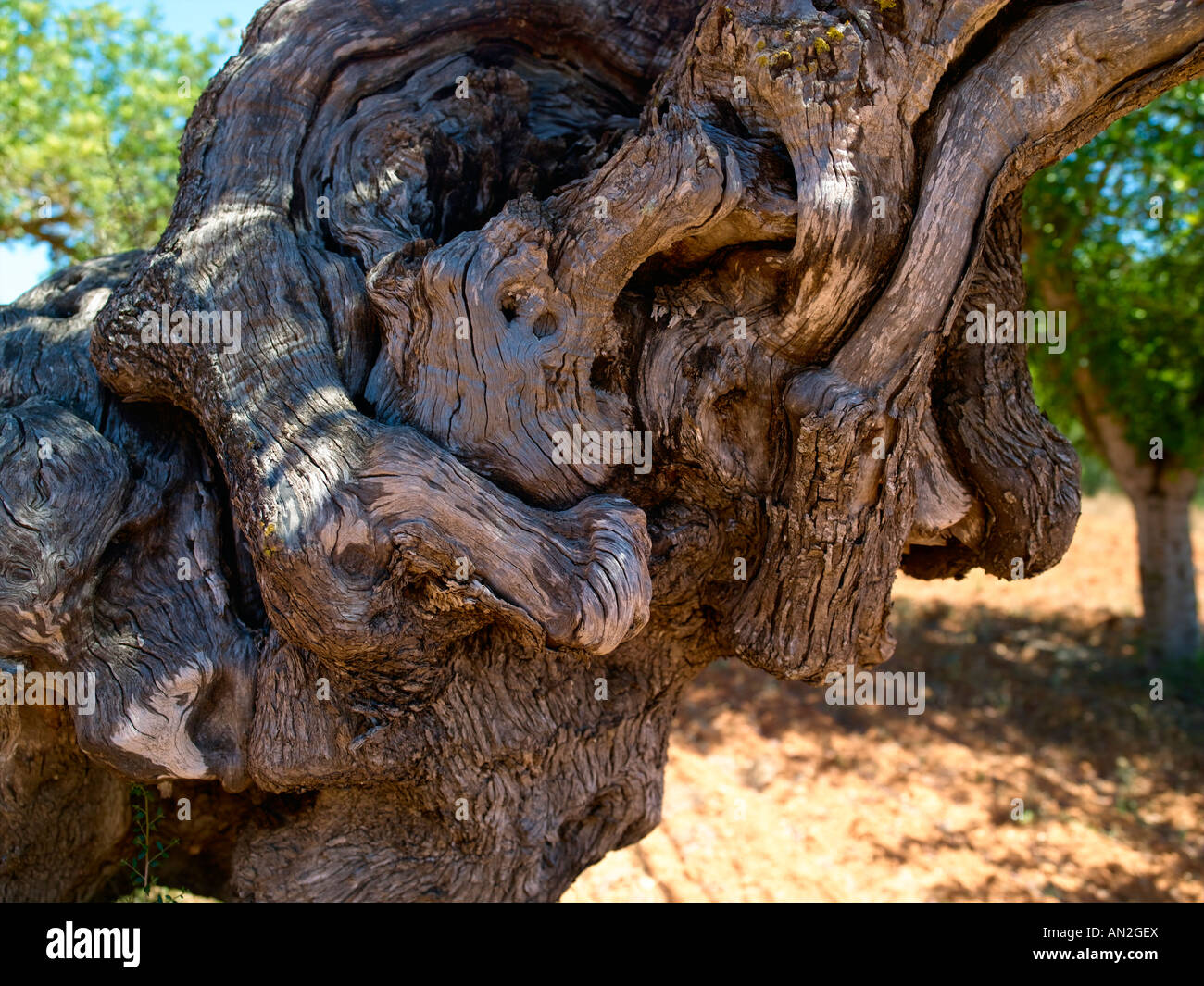 Ibiza, Olive Tree Banque D'Images