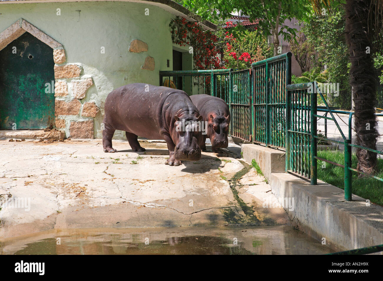 Portugal, Lisbonne, Zoo, hippopotames Banque D'Images