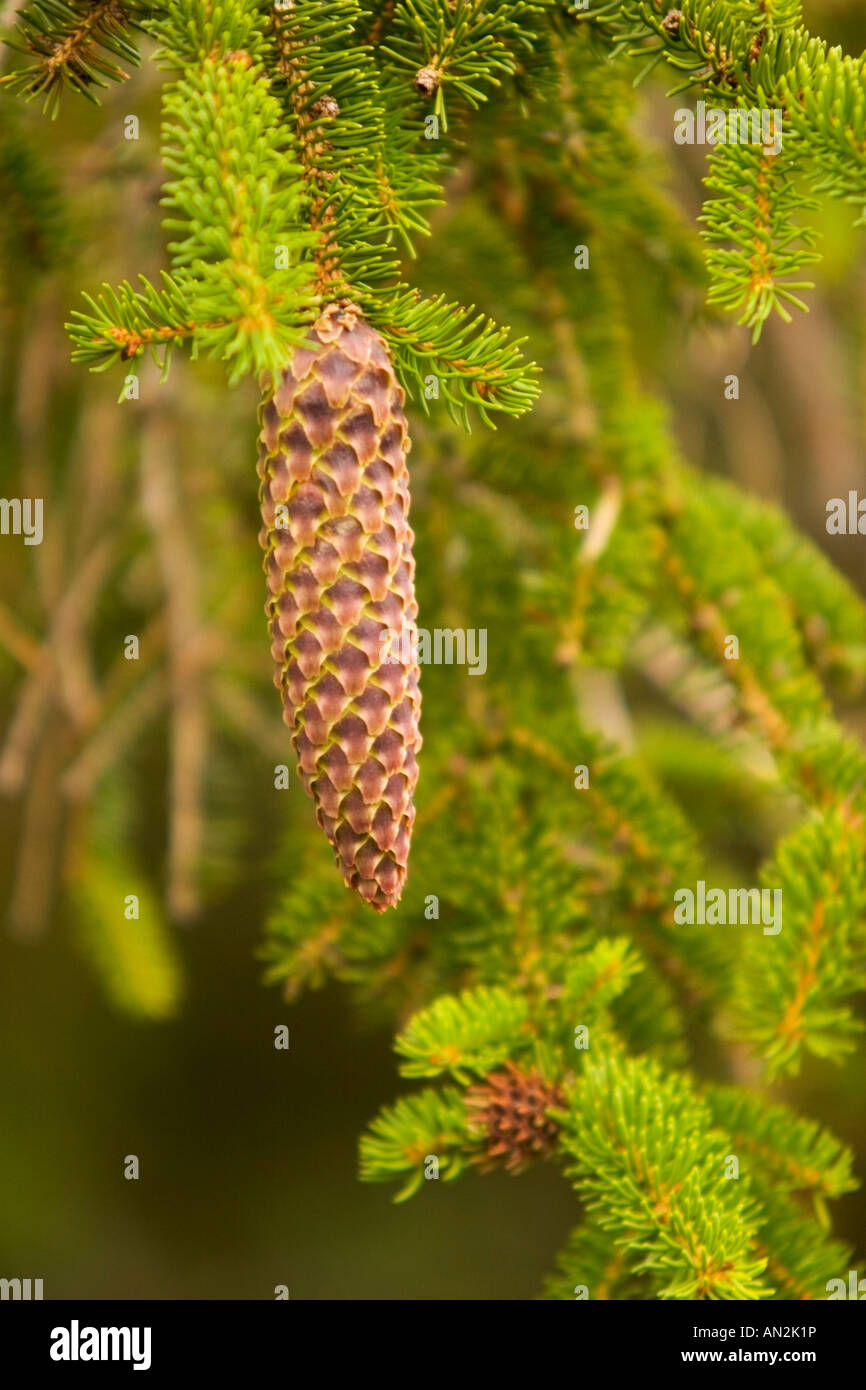 Cône de l'épinette de Norvège, Picea abies, Ecosse Banque D'Images