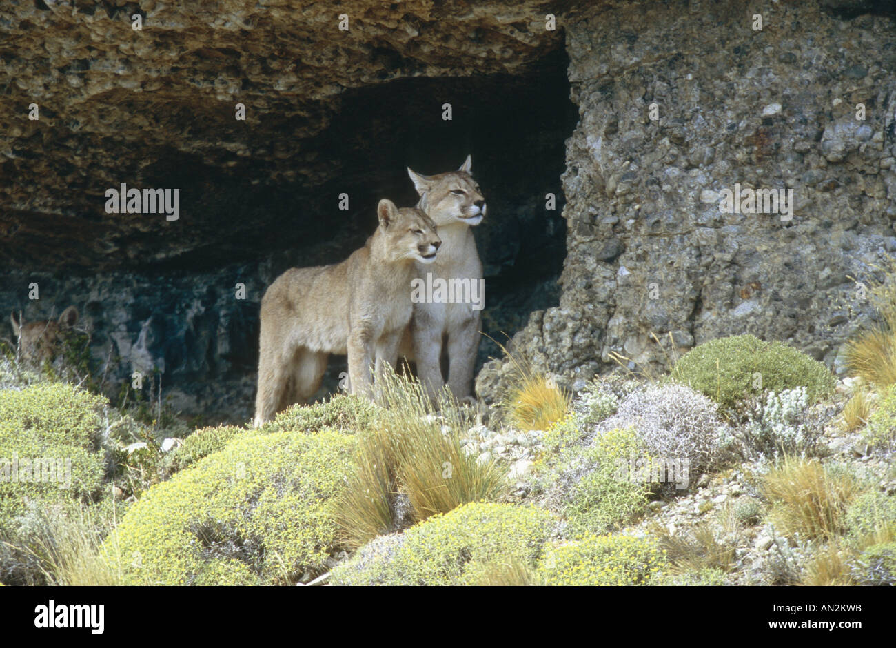 Puma, mountain lion, le couguar (Puma concolor, Profelis concolor), Femme avec pup en face d'entrée, Chili Banque D'Images