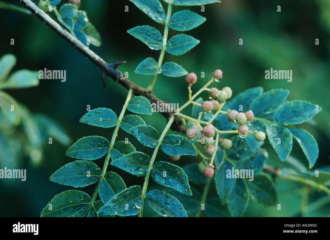 Poivre de Sichuan, poivre Szetchwan, Anis, poivre, poivre poivre Sprice chinois, japonais, japonais poivre prickly ash (Zanthoxyl Banque D'Images