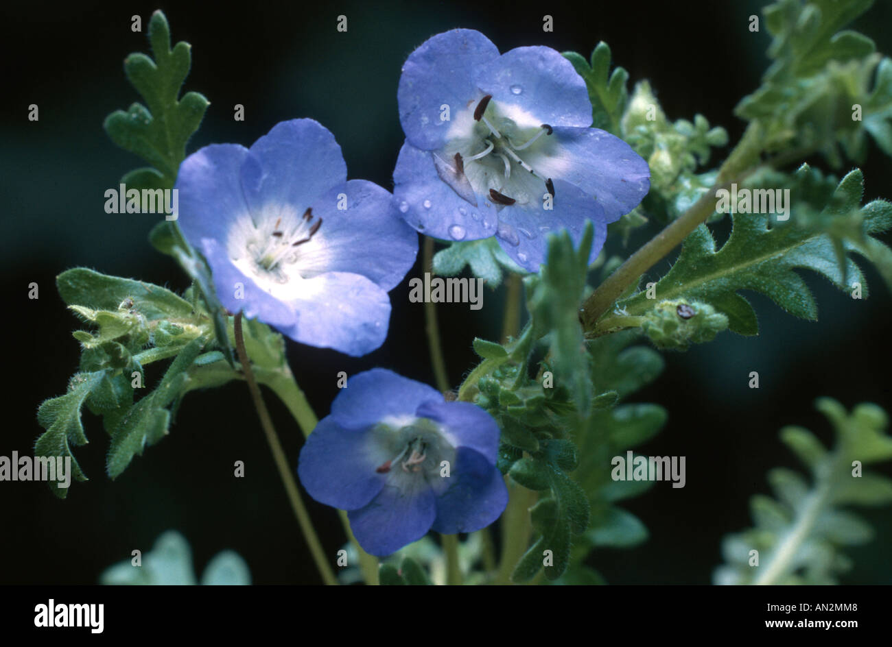Baby Blue Eyes (Nemophila menziesii), les fleurs et les feuilles Banque D'Images