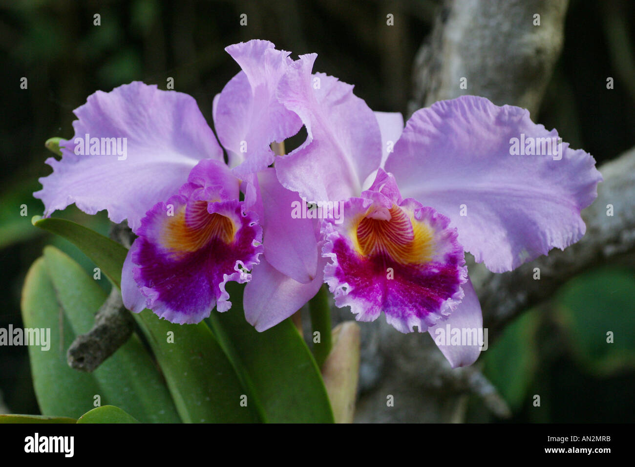 Hybrides de Cattleya (Cattleya-Hybride), fleurs Banque D'Images