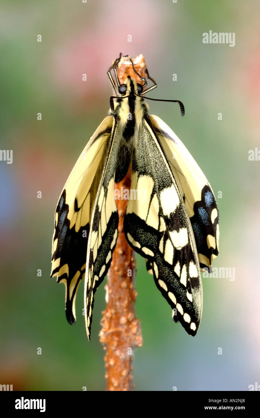 Papilio machaon), séchage Banque D'Images