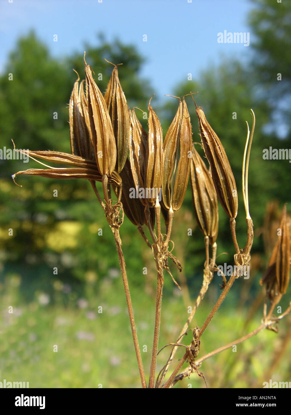 Sweet cicely, anis, Cicely, Myrrhis odorata cerfeuil (Espagnol), fruits mûrs Banque D'Images