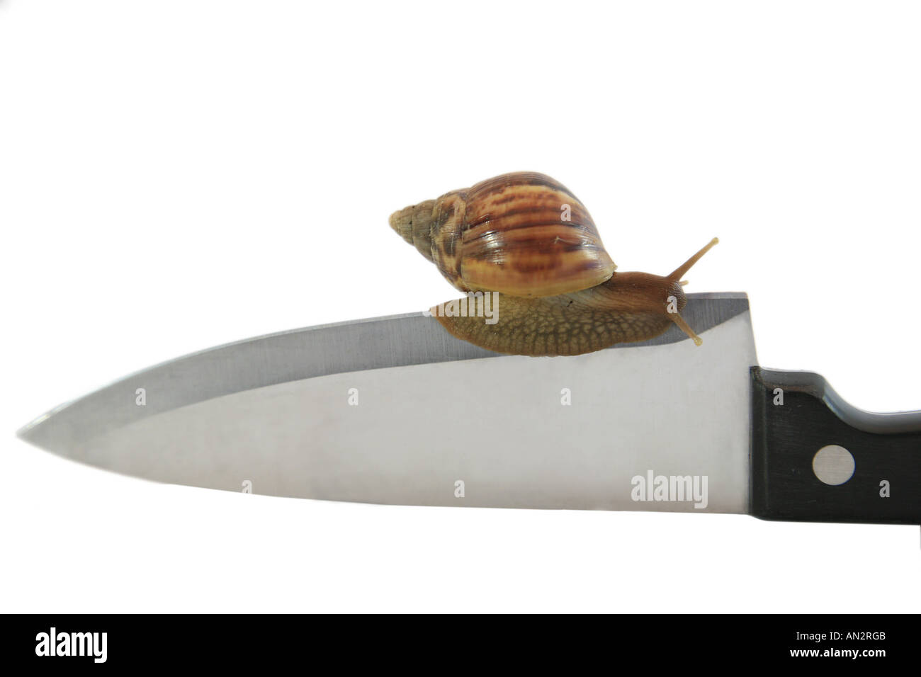 Escargot géant africain géant, de l