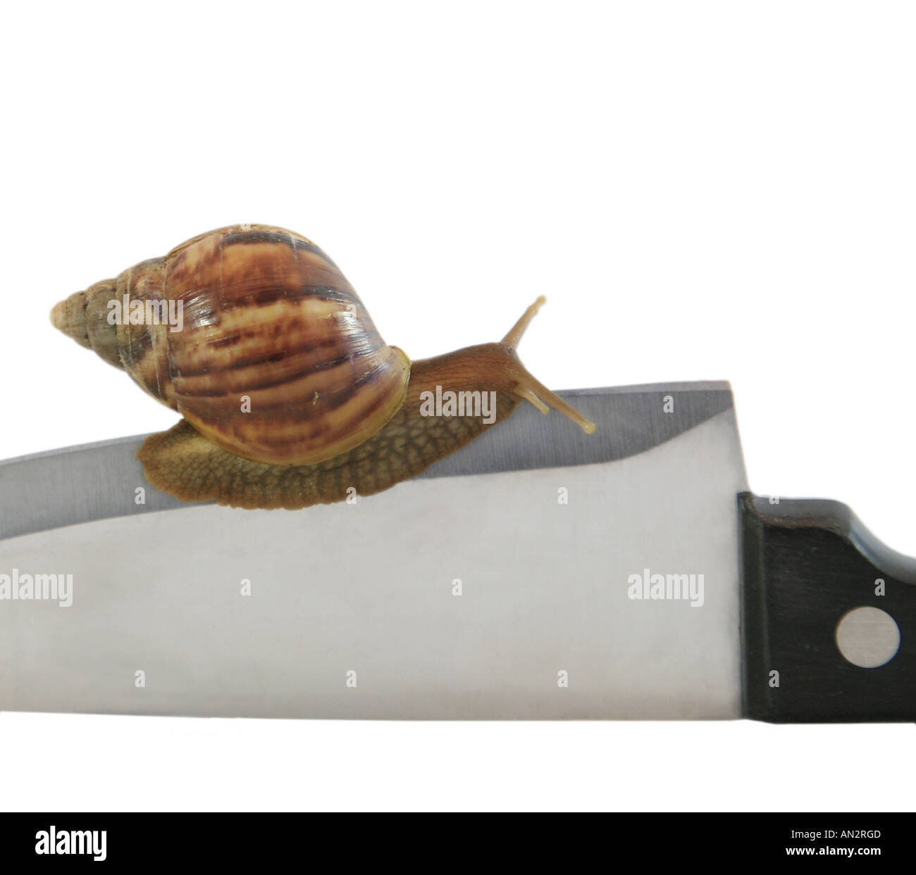Escargot géant africain géant, de l'Afrique de l'escargot (Achatina fulica),