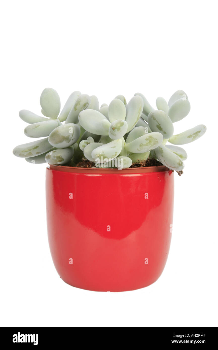 Moonstones, Dragée Pachyphytum oviferum (Prune), plante en pot rouge Banque D'Images